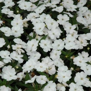 Sunpatiens White 6 Count Tray