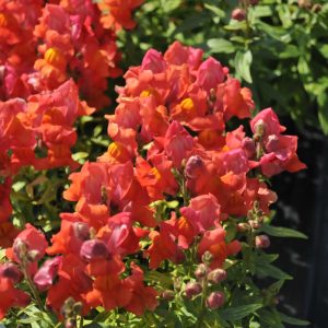 Snapdragon Orange Flame #1