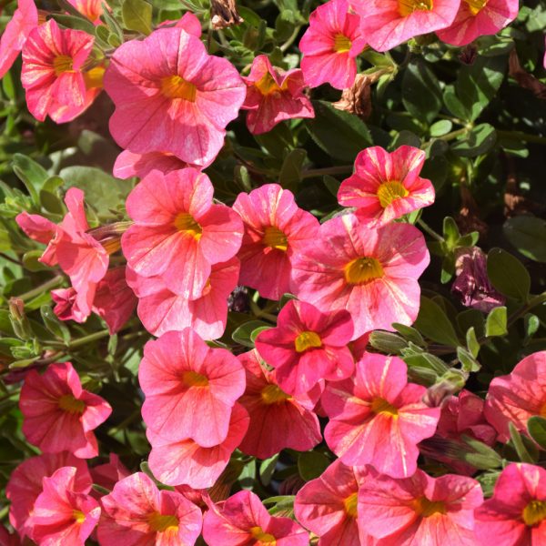 Proven Winner Million Bells Tropical Sunrise 4.5"