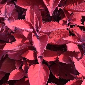 Coleus Beale Street 4.5"