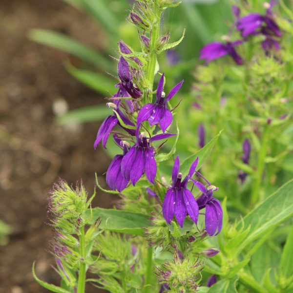 Lobelia Starship Blue Qt