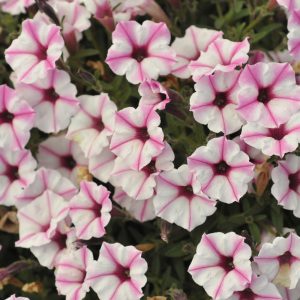 Proven Winner Petunia Supertunia Mini Vista Pink Star 4.5"