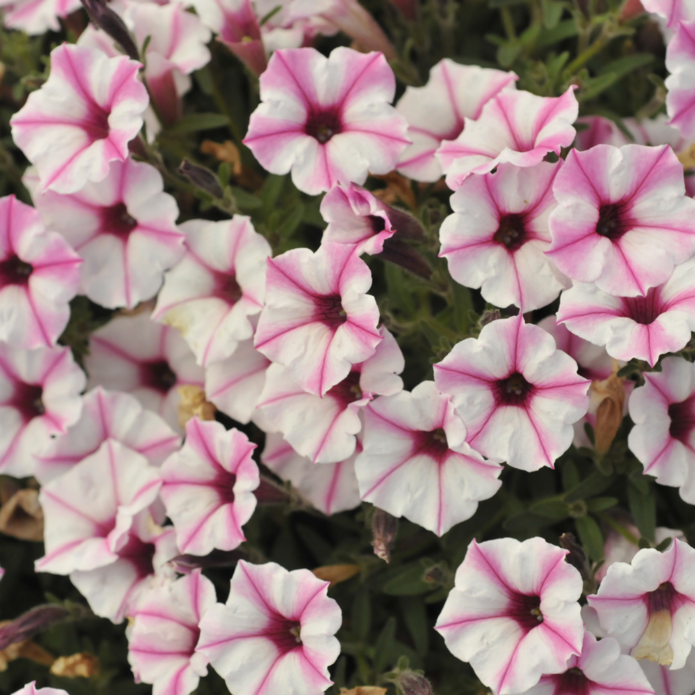 Proven Winner Petunia Supertunia Mini Vista Pink Star 4.5"