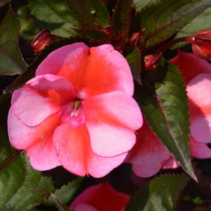 Sunpatiens Comp Red Candy 4.5"