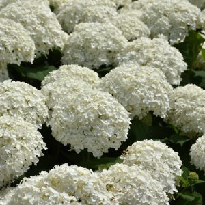 Hydrangea Incrediball #3 (Copy)