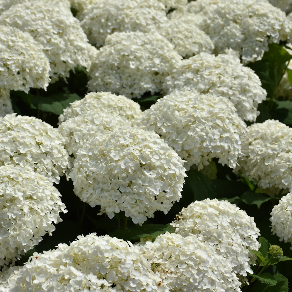 Hydrangea Incrediball #3 (Copy)