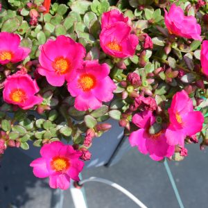 Portulacas