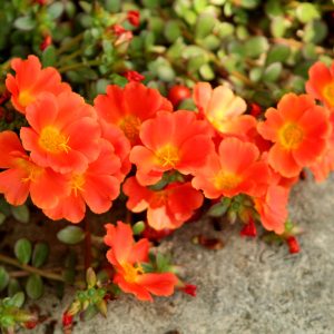 Portulaca Rio Orange 4.5"
