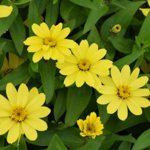 Zinnia Zahara Yellow 3.25"
