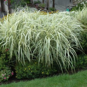 Grass Maiden Variegated #1