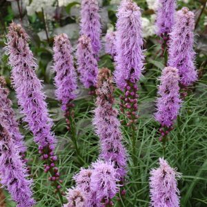 Liatris Konold #1