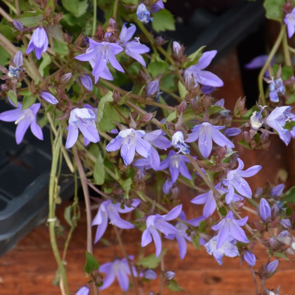Campanula Waterfall Blue #1