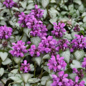 Nettle Purple Dragon #1