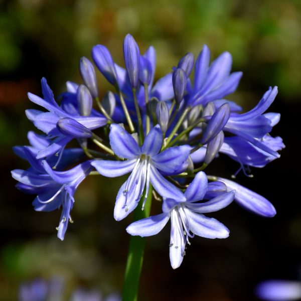 Agapanthus Midnight Blue #1