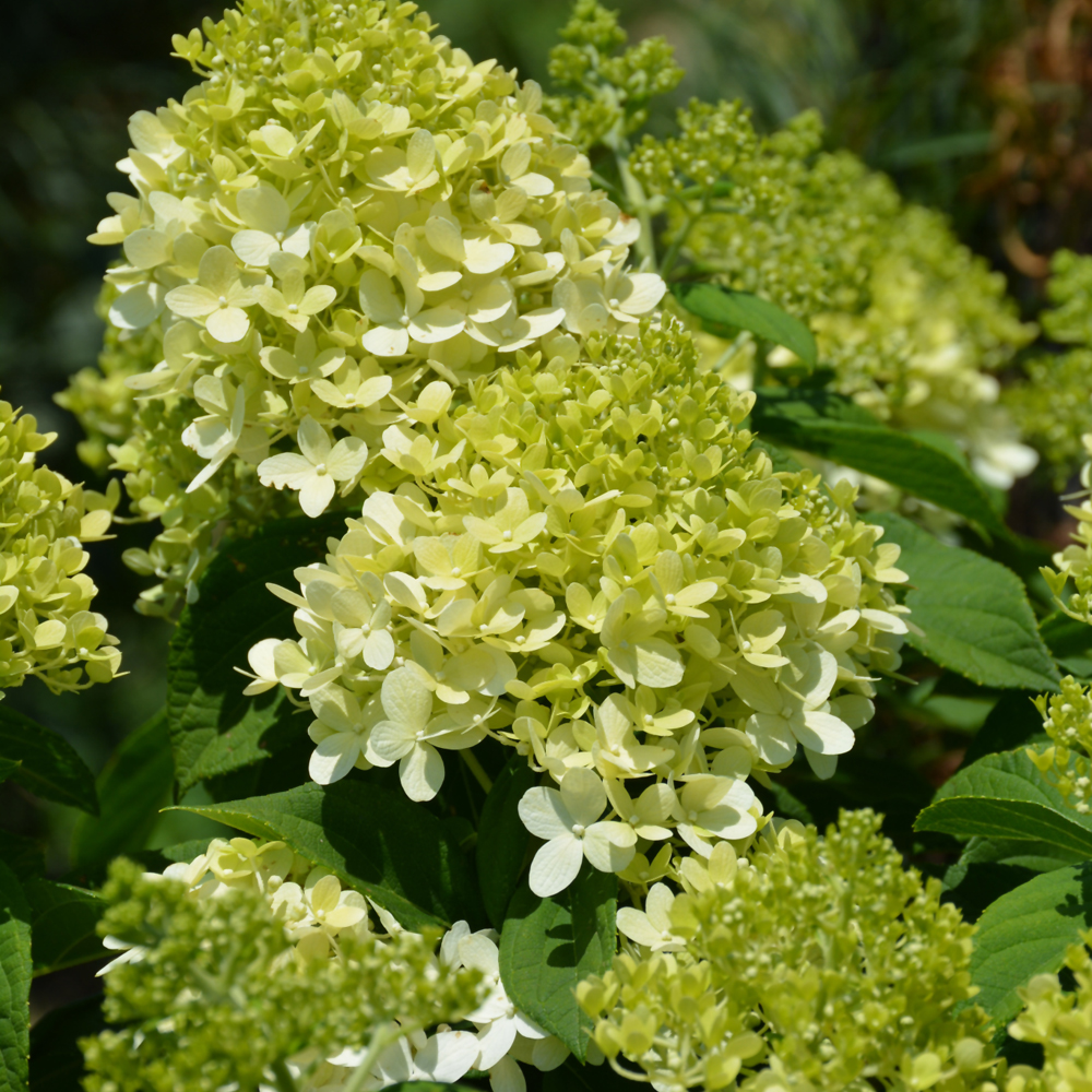 Hydrangea Little Lime #3
