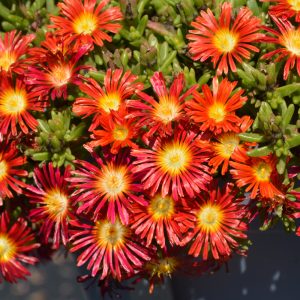 Ice Plant Wow Fire #1