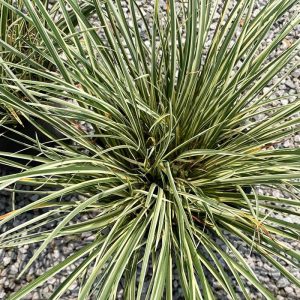 Acorus Variegated #1