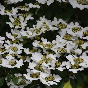 Viburnum Summer Snowflake #3