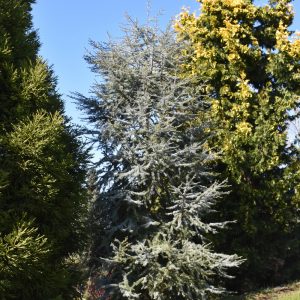 Cedar Blue Atlas Horstmann #6