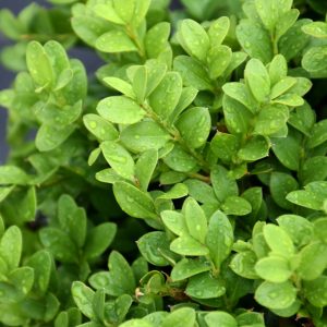Shadow Sentry Boxwood #3