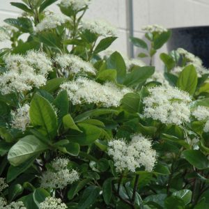 Viburnum Winterthur #3