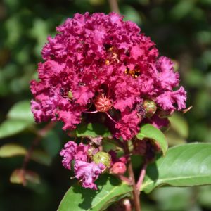 Crapemyrtle Enduring Summer Fuchsia #3