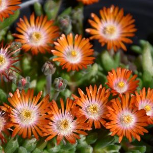 Delosperma Topaz #1
