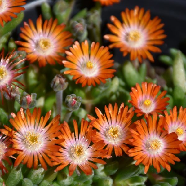 Delosperma Topaz #1