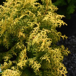 Cypress False Melody #3