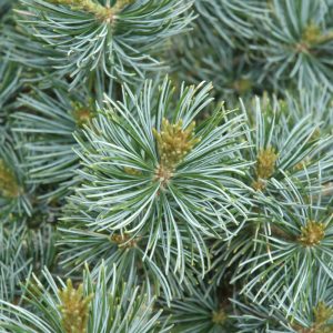 Pine Japanese White Glauca Brevifolia #6