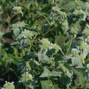 Clustered Mountain Mint #1