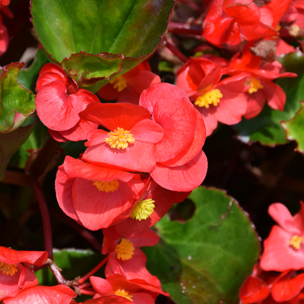 Begonia Big Green Leaf/Red #1