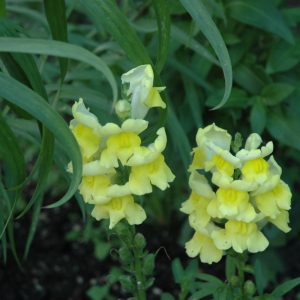Snapdragon Yellow #1