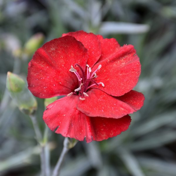 Dianthus Cherry Pie #1