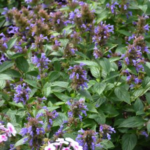 Nepeta Blue Prelude #1