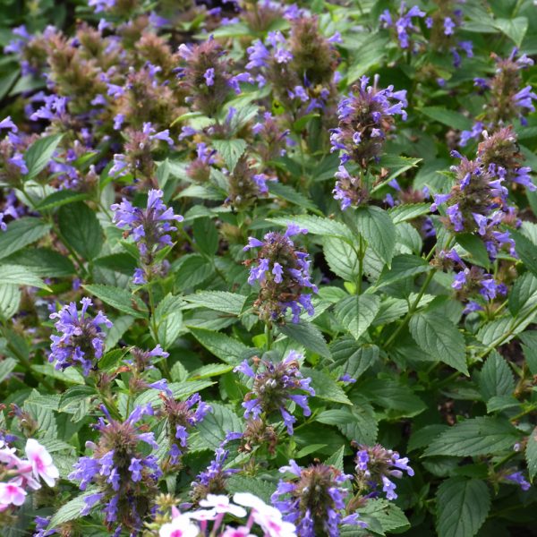 Nepeta Blue Prelude #1