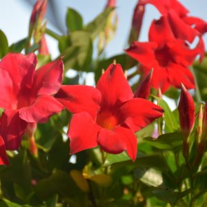 Mandevilla Crimson 1G