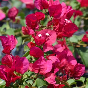 Bougainvillea 2g