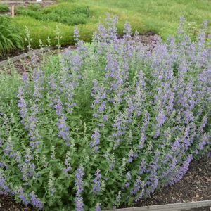 Catmint Walker'S Low #1
