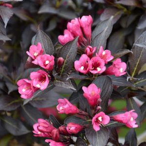 Weigela Spilled Wine 8"