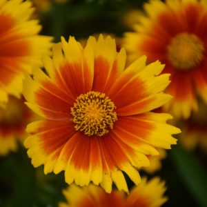 Coreopsis Uptick Bronze & Gold #1