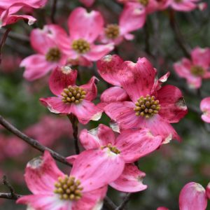 DOGWOOD CHEROKEE CHIEF