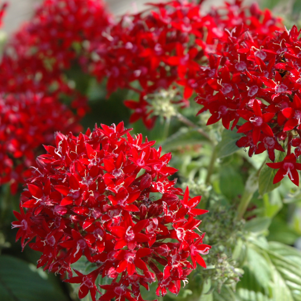 Pentas Graffiti Red 4.5"