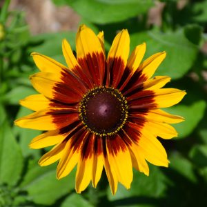Rudbeckia Denver Daisy #1