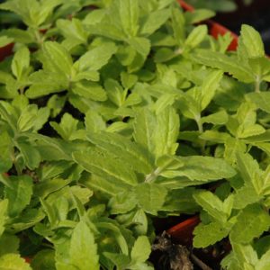 Veronica Aztec Gold #1
