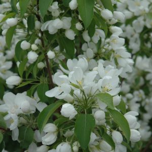 Crabapple Spring Snow #15