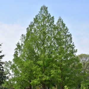 Cypress Bald #15