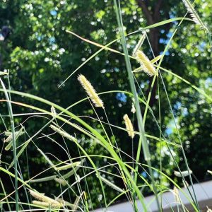 BLONDE AMBITION BLUE GRAMA GRASS