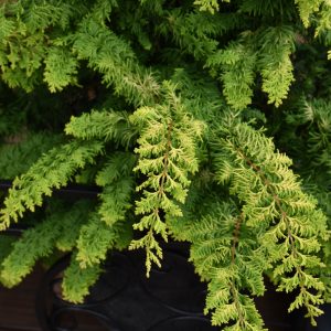 Cypress False Fernspray Gold #1