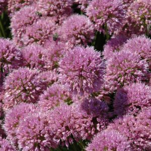 Allium Millenium #1